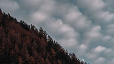 Download wallpaper 2560x1440 trees, sky, clouds, hill, evening ...