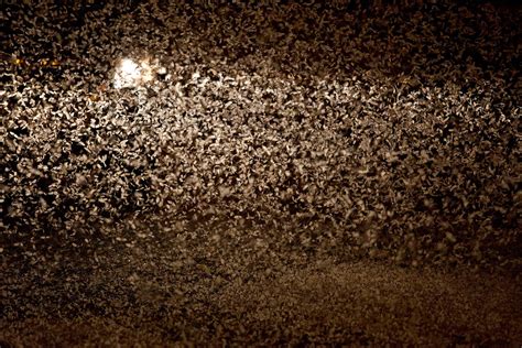 See Swarms of Bugs Descend Like a Summer Snowstorm | National Geographic