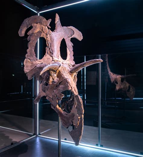 New horned dinosaur species discovered 'largest and most ornate' of its kind ever found - ABC News