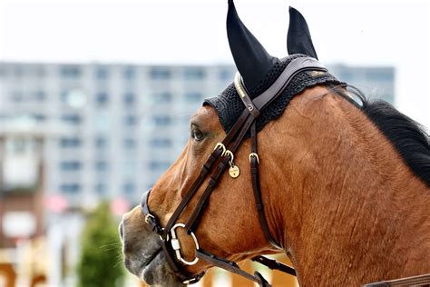 Former Jumping Rider Eric Willems Geeromsz loses leg because of carnivorous bacteria - Equnews ...