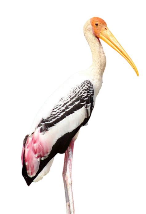 Stork PNG (20) - Photo #2818 - BiNps PNG Website