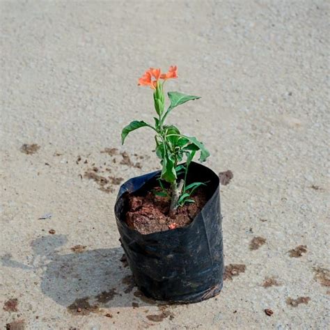 Crossandra growing season Kanakambaram Planting And Care colour in 4 ...