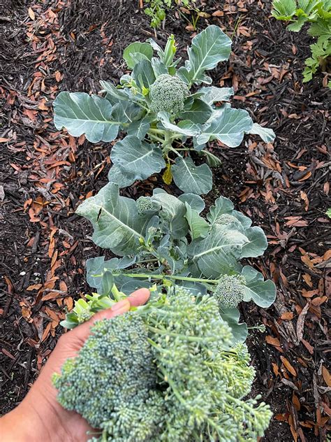 Broccoli Plant Stages