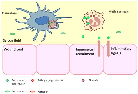 A Host-Directed Approach to the Detection of Infection in Hard-to-Heal ...
