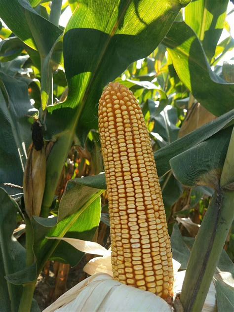玉米高产用什么肥料_农化服务_红色劲典缓控释肥料网