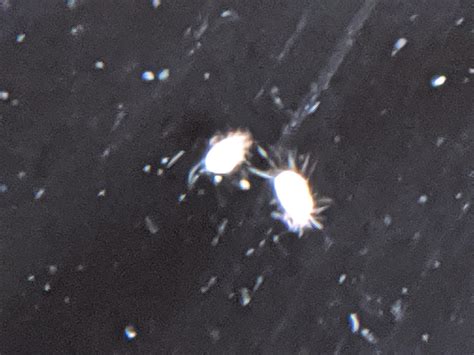 Tiny White Mites In Bedroom What Do Bed Bugs Look Like? How Do I Know