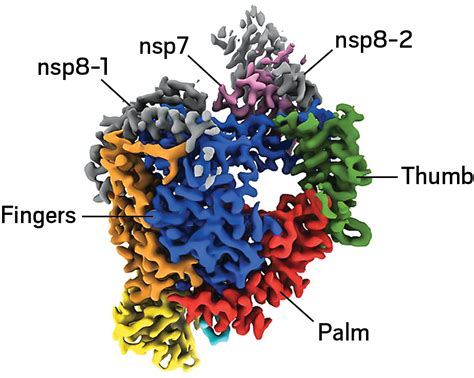 RNA Polymerase Structure 的图像结果