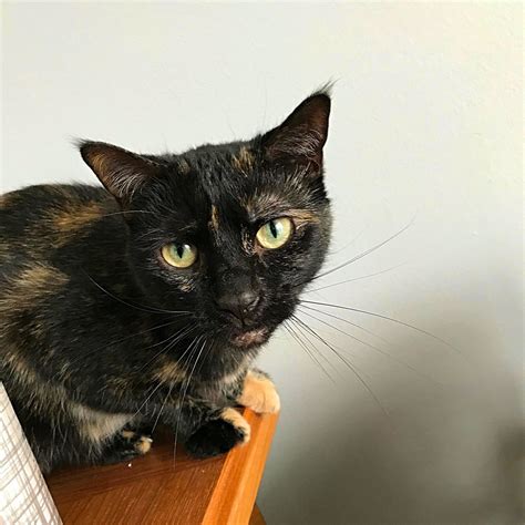 Girl Cat Names For Tortoiseshell at Rachel Fairweather blog
