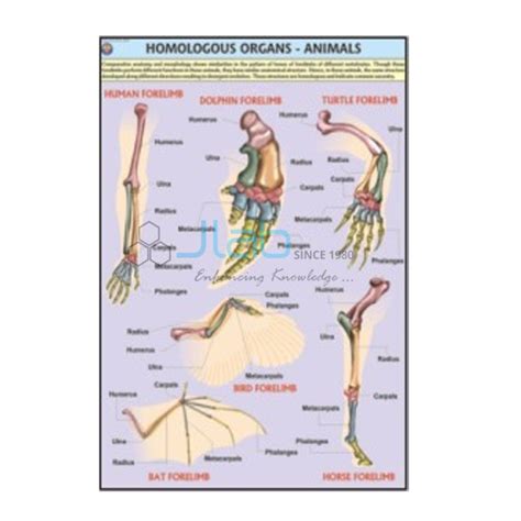 Analogous Organs India, Analogous Organs Manufacturer, Analogous Organs ...