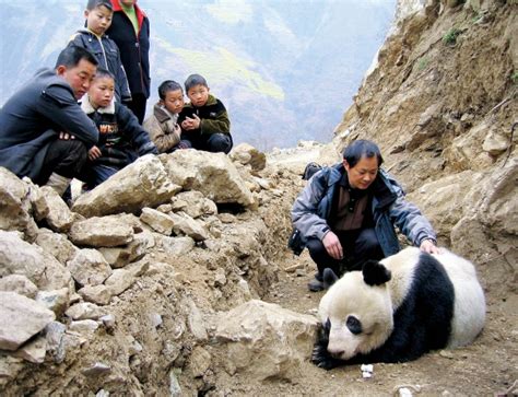 你不知道的大熊猫故事——熊猫“北川”_熊猫频道
