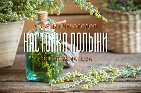 Полынь от нозематоза пчел лечение народными средствами