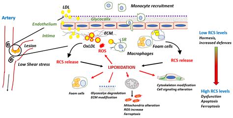 Reactive Carbonyl Species and Protein Lipoxidation in Atherogenesis