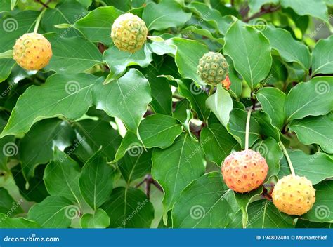 Dogwood Tree Fruit Edible