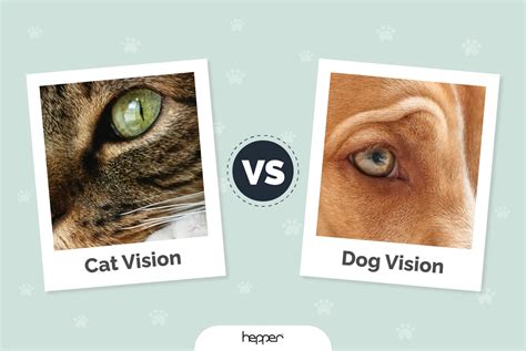 Dog Vs Cat Senses at Mildred Rohe blog