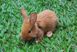 Image result for Rabbit Like. Animal