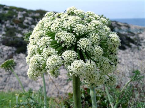 Umbelliferae (Apiaceae) – Spiros Karydakis