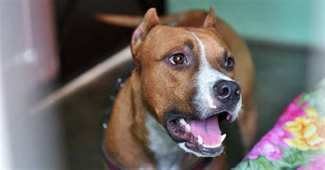 After Several Attacks On Humans, Ghaziabad Bans Pit Bull, Rottweiler ...