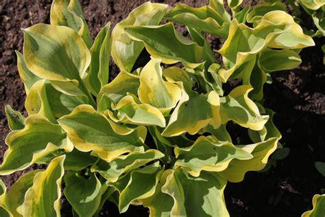 Хоста ‘Golden Tiara’ (Hosta ‘Golden Tiara’)
