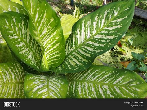 Variegated Large Leaf Plant. Close- Image & Photo | Bigstock
