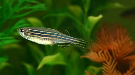 Pet Zebra Danio Fish: Personality, Diet & Care - Lil Pet