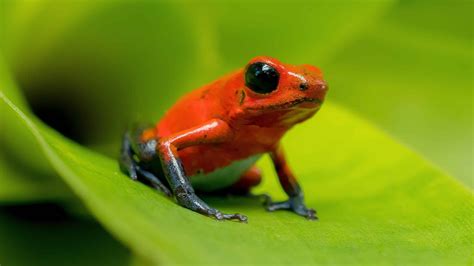 Warning Coloration - A-Z Animals