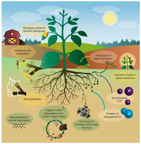 Bacterial Benefits for Crops