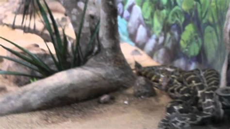 Image result for Rock Python vs Anaconda