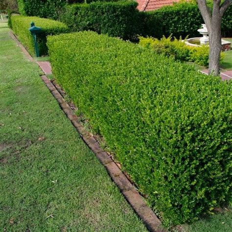 Wintergreen Japanese Boxwood Hedge Seeds Buxus microphylla | Etsy