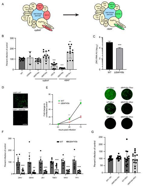 BAF45b Is Required for Efficient Zika Virus Infection of HAP1 Cells