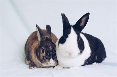 Georgia House Rabbit Society is running an adoption special on bonded ...