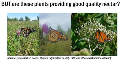 Butterflies Diet Facts at Morris Rios blog