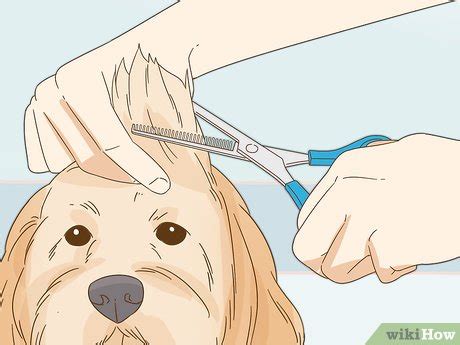 Image result for Groom Cockapoo Feet