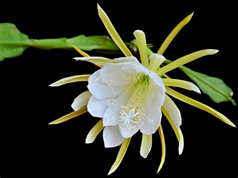 Rooting Night Blooming Cereus - Learn How To Propagate A Night Blooming ...