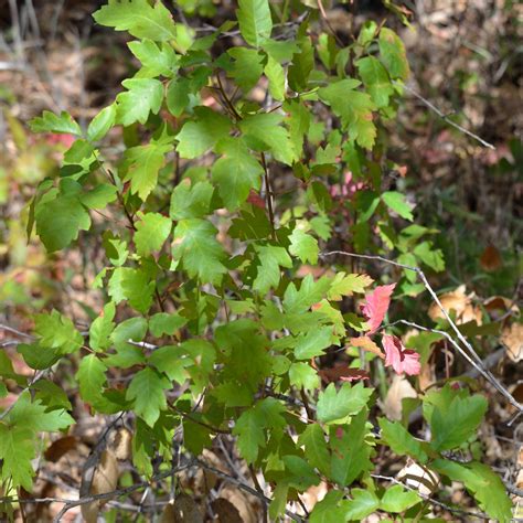 Poison Oak: Toxicodendron diversilobum | MowryJournal.com