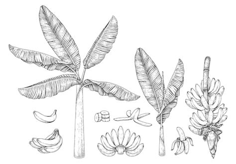 Banana drawing Images - Free Download on Freepik