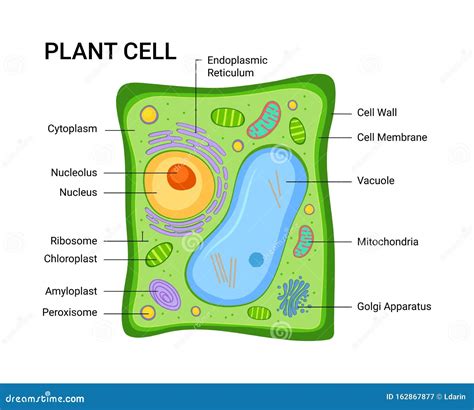 Plant Cell With Color at Barbara Guthrie blog
