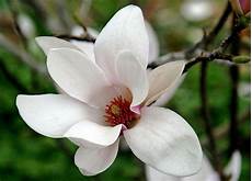 fiore di fiori e pensieri fiore di magnolia fiore di fiori e pensieri fiore di magnolia