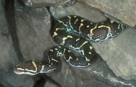 Angolan Python 的图像结果