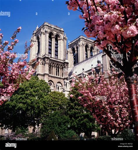 Springtime in Paris, Notre Dame Cathedral with pink cherry blossom ...