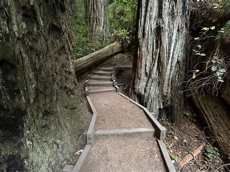Hiking the Grove of the Titans Trail in Jedediah Smith Redwoods State ...