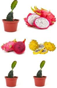 Cloud Farm Dragon Tree Price in India - Buy Cloud Farm Dragon Tree ...