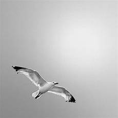 gabbiano livingston 7 i can fly philosophy inside malice s mind gabbiano livingston 7 i can fly philosophy inside malice s mind