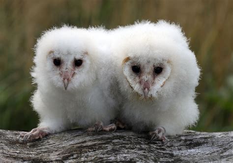 Cute Baby Barn Owl