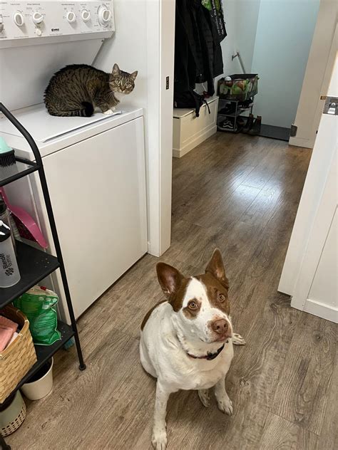 Dog sitting. : r/cats