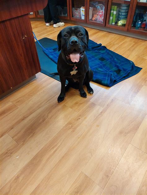 Cahill Veterinary Hospital, 27560 Cahill Rd, Flat Rock, MI 48134, USA