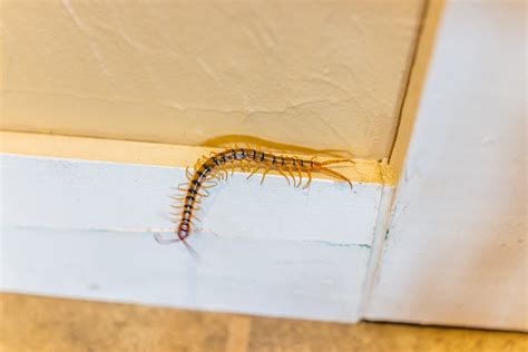 How To Get Rid Of Centipedes In Las Vegas - Newmans Pest Control
