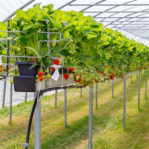 The Complete Guide on Growing Everbearing Strawberries