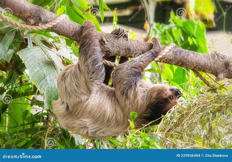 Sloth Climbing Tree 的图像结果