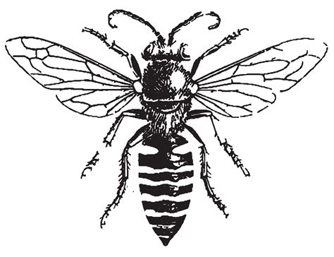 Free Bee Line Art, Download Free Bee Line Art png images, Free ClipArts on Clipart Library