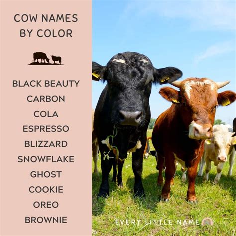 200+ Best Cow Names (Cute, Funny, and Moo-gnificent!) - Every Little Name